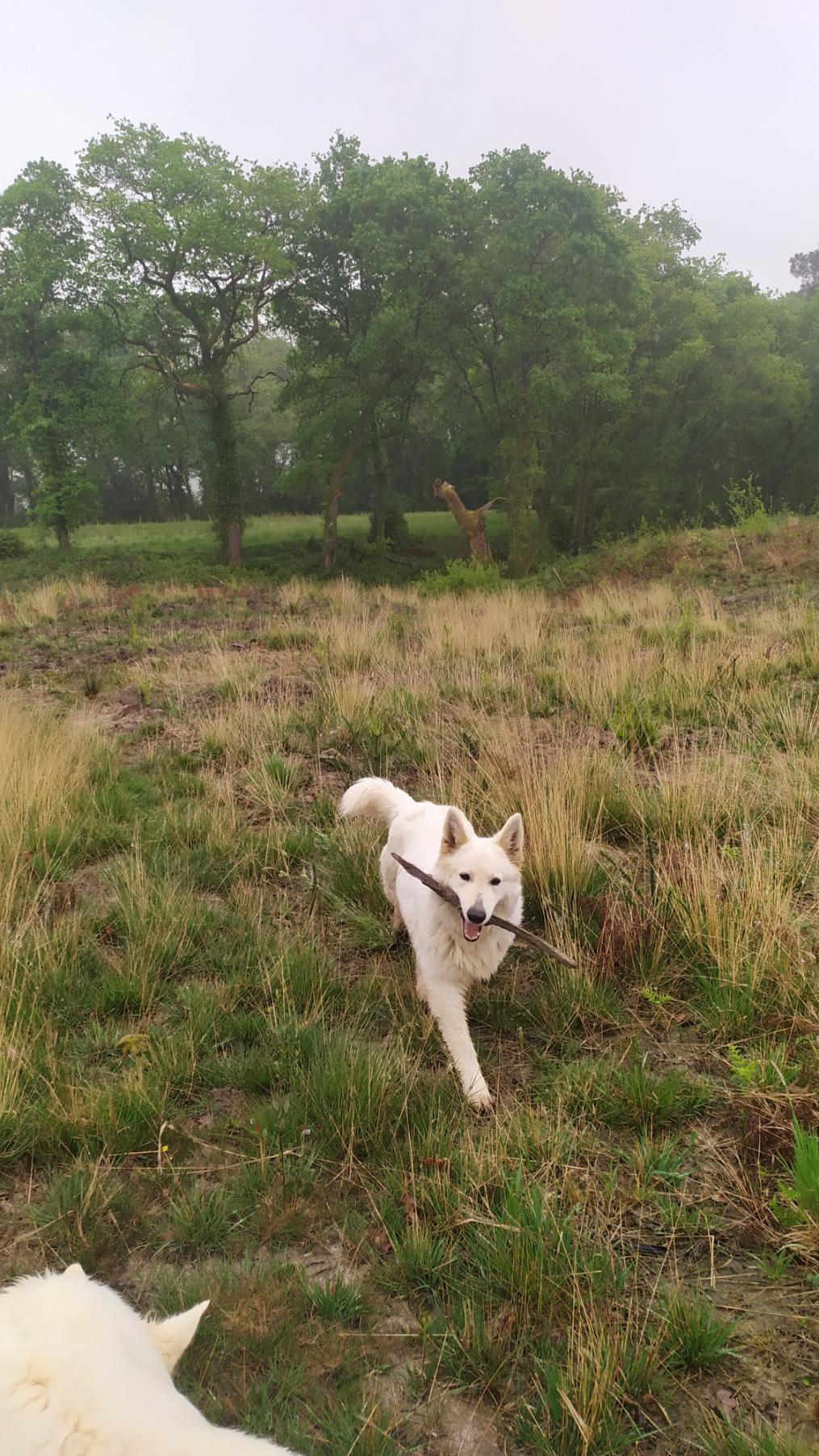 Un Berger blanc suisse rapporte un bâton.